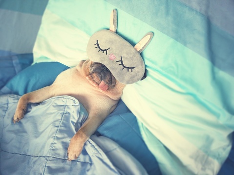 Resto de sueño lindo pug perro con la máscara divertida en la cama, envolver con mantas y lengua de fuera en el tiempo perezoso photo