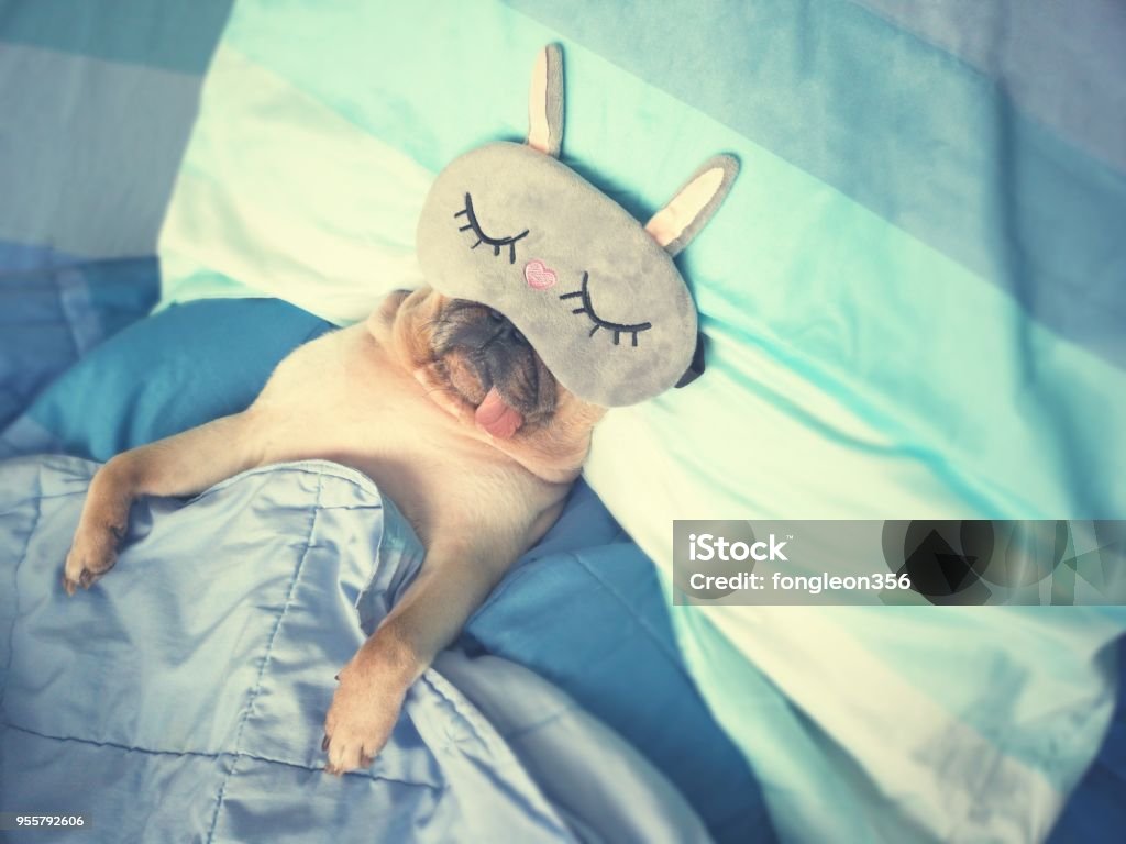 Cute pug dog sleep rest with the funny mask in the bed, wrap with blanket and tongue sticking out in the lazy time Cute pug dog sleep rest with funny mask in the bed, wrap with blanket and tongue sticking out in the lazy time Dog Stock Photo