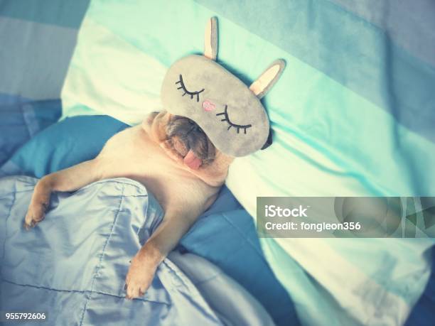 Cute Pug Dog Sleep Rest With The Funny Mask In The Bed Wrap With Blanket And Tongue Sticking Out In The Lazy Time Stock Photo - Download Image Now