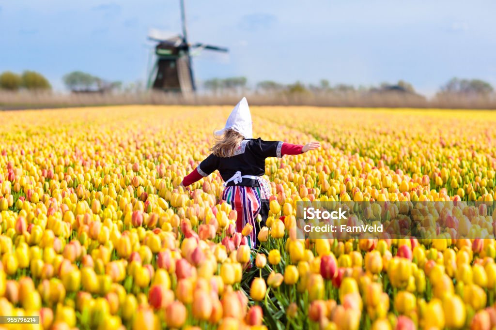 Child in tulip flower field. Windmill in Holland. Child in tulip flower field with windmill in Holland. Little Dutch girl in traditional national costume, dress and hat, with flower basket. Kid in tulips fields in the Netherlands at wind mill. Netherlands Stock Photo