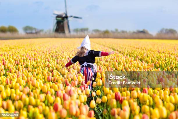 Child In Tulip Flower Field Windmill In Holland Stock Photo - Download Image Now - Netherlands, Amsterdam, Keukenhof Gardens