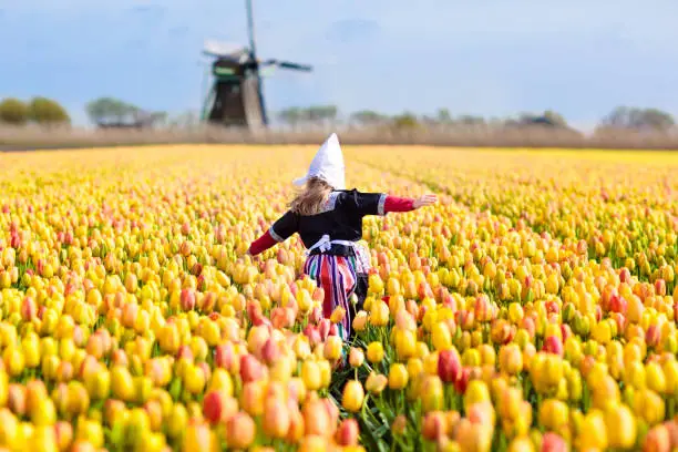 Photo of Child in tulip flower field. Windmill in Holland.