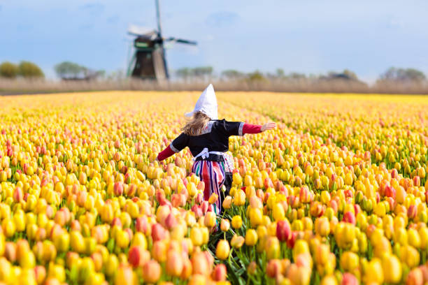 child in tulip flower field. windmill in holland. - dutch ethnicity imagens e fotografias de stock