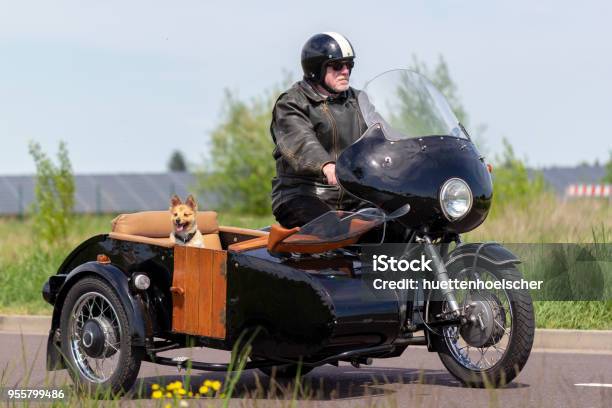 A Shetland Sheepdog Is Sitting In A Motorbike Side Car Stock Photo - Download Image Now