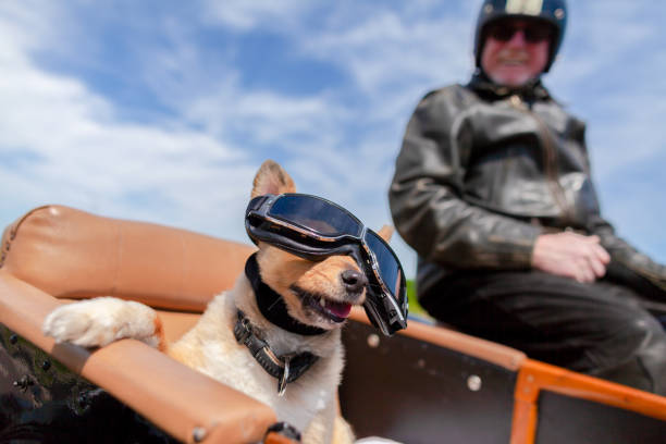istock Shetland Sheepdog sits with sunglasses in a motorcycle sidecar 955799502