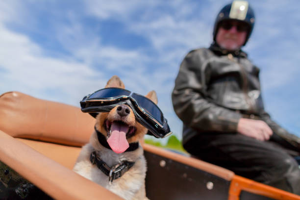 istock Shetland Sheepdog sits with sunglasses in a motorcycle sidecar 955799506
