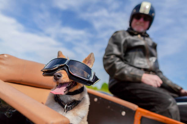 istock Shetland Sheepdog sits with sunglasses in a motorcycle sidecar 955799508