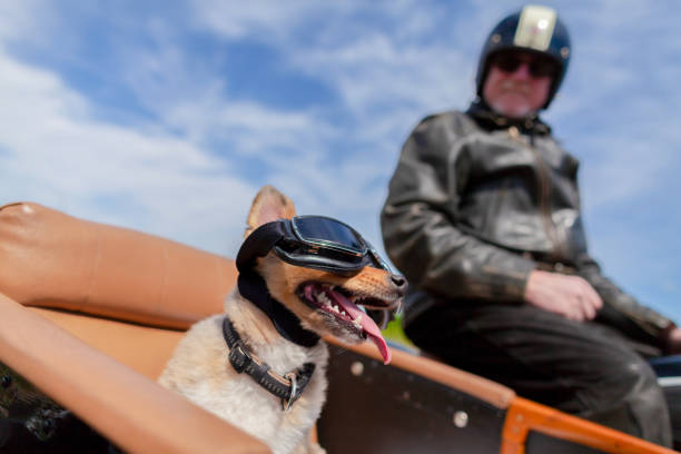 istock Shetland Sheepdog sits with sunglasses in a motorcycle sidecar 955799512