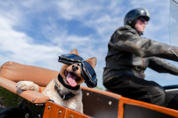 Shetland Sheepdog sits with sunglasses in a motorcycle sidecar Shetland Sheepdog sits with sunglasses in a motorcycle sidecar sidecar photos stock pictures, royalty-free photos & images