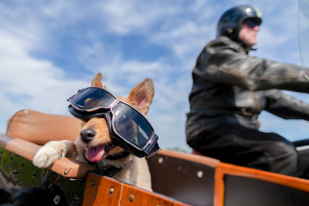 istock Shetland Sheepdog sits with sunglasses in a motorcycle sidecar 955799534
