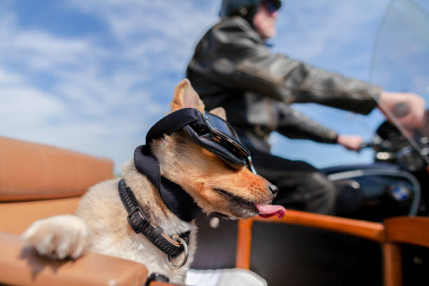 istock Shetland Sheepdog sits with sunglasses in a motorcycle sidecar 955799538