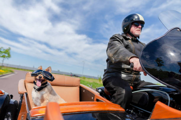 istock Shetland Sheepdog sits with sunglasses in a motorcycle sidecar 955799556
