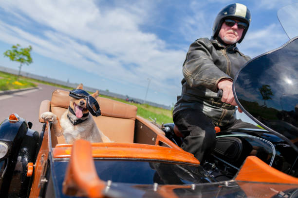 Shetland Sheepdog sits with sunglasses in a motorcycle sidecar Shetland Sheepdog sits with sunglasses in a motorcycle sidecar sidecar stock pictures, royalty-free photos & images