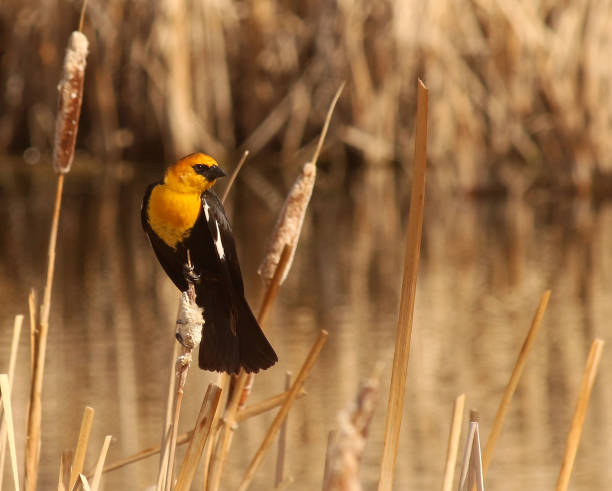 istock Male Yellow-Headed Blackbird on Cattails 955800552