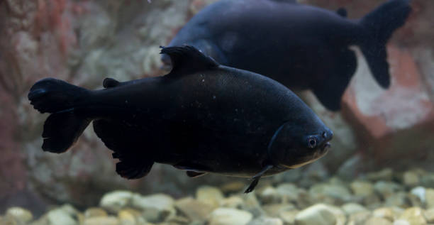 istock Colossoma macropomum in aquarium. Wildlife animal. 955801968