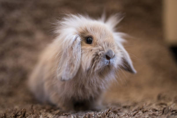 istock Studio shot of domestic rabbit 955804354