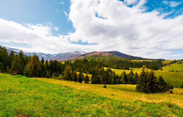 istock beautiful landscape with spruce forest 955805074