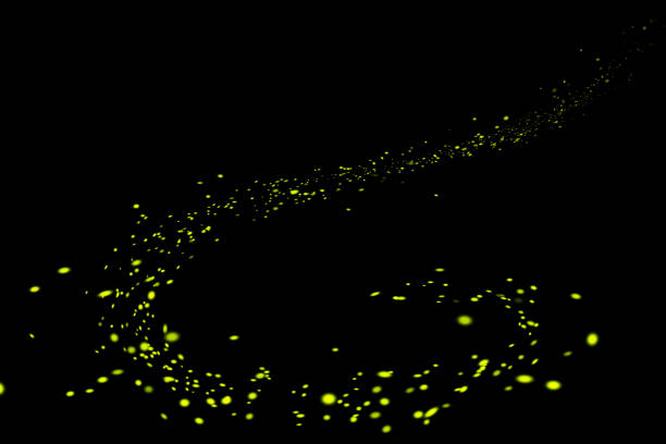 luciole, lightning bugs sur fond noir - firefly photos et images de collection