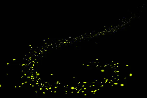 Firefly, lightning bugs isolated on black background. Lights in the night