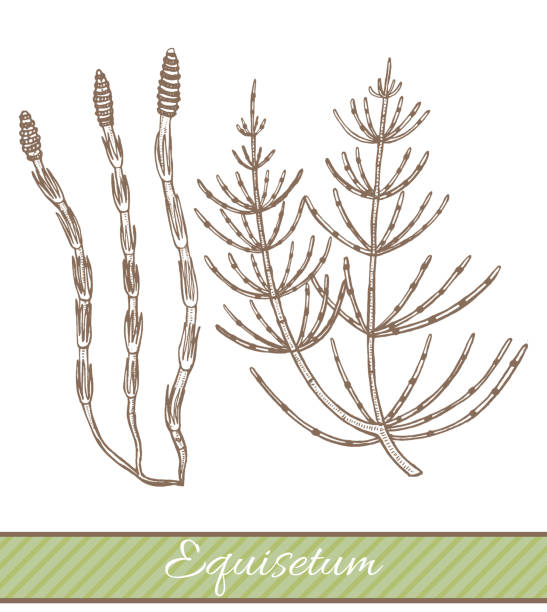 Equisetum in Hand Drawn Style Equisetum in Hand Drawn Style. Vector Illustration of Medicinal Plant carex pluriflora stock illustrations