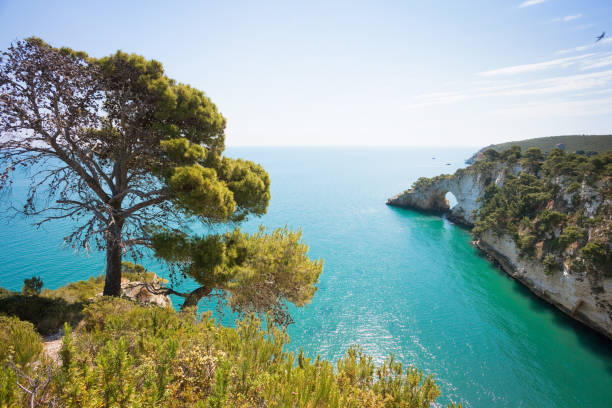 istock Grotta della Campana Piccola, Apulia - Lonesome tree at the coastline 955812274