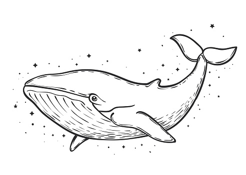 Blue whale and stars art work, vector illustration. Poster, t-shirt design, tattoo, sacred, coloring pages