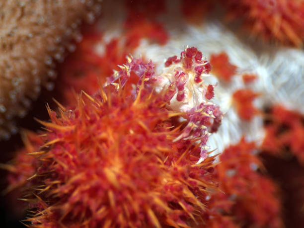 канди краб - hoplohrys на красных мягких кораллов - apo island стоковые фото и изображения