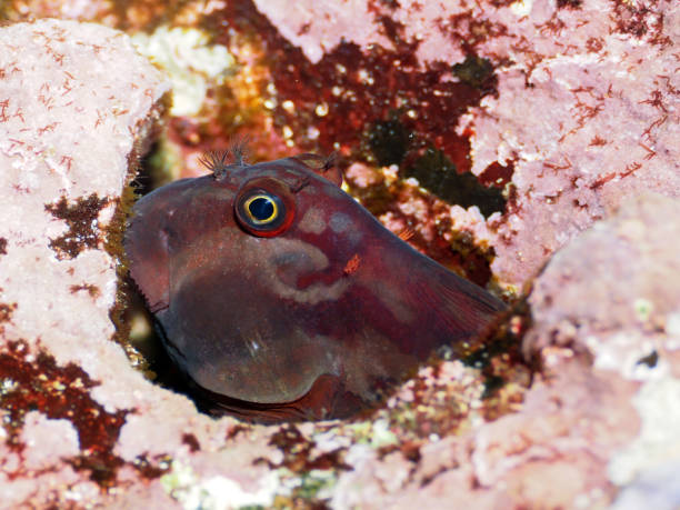 Panamic Fanged Blenny - the large-banded blenny Biology's name: Ophioblennius steindachneri fanged stock pictures, royalty-free photos & images