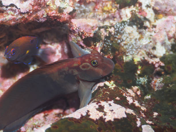 Panamic Fanged Blenny fish Biology's name: Ophioblennius steindachneri fanged stock pictures, royalty-free photos & images