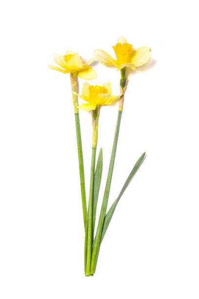 istock Three yellow Daffodils (Narcissus) flowers isolated on white background 955813572