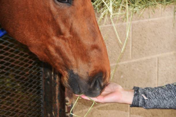 istock Hay to the Horse 955819422