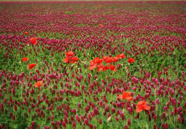 Crimson clover (trifolium imcarnatum) field with red poppies in the middle . Springtime.
