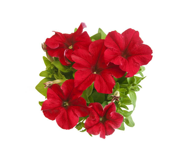 Bright red petunia in blooms in pot closeup isolated on white stock photo