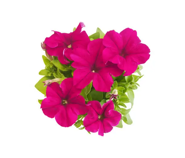 Rose red blooming petunia in pot closeup top view isolated on white background