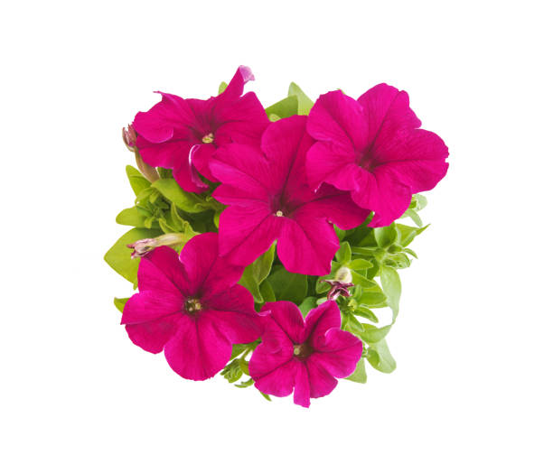 rose red potted petunia in blooms closeup isolated on white - petunia imagens e fotografias de stock