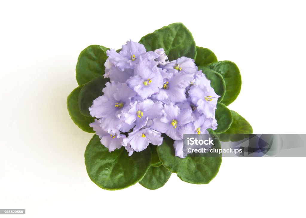 Lilac curly saintpaulia african violet flower from above Lilac color curly saintpaulia african violet flower from above. Symbol of unaffectedness and faithfulness Flower Stock Photo