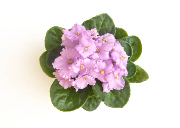 Light pink curly saintpaulia african violet flower from above stock photo