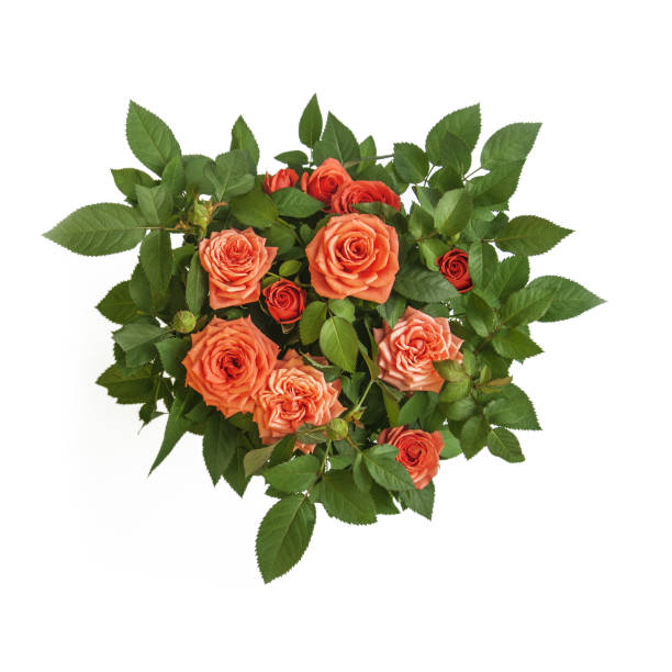 Orange roses bouquet surrounded by green leaves closeup top view. Symbol of love, passion, beauty, romance. stock photo