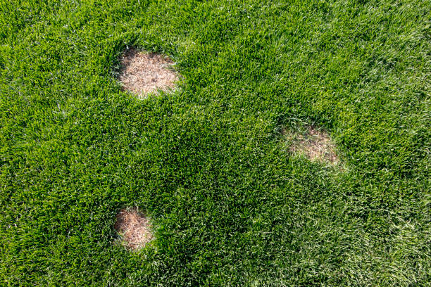 istock Lawn has suffered damage from a disease or pet. Need to update the lawn. 955820782