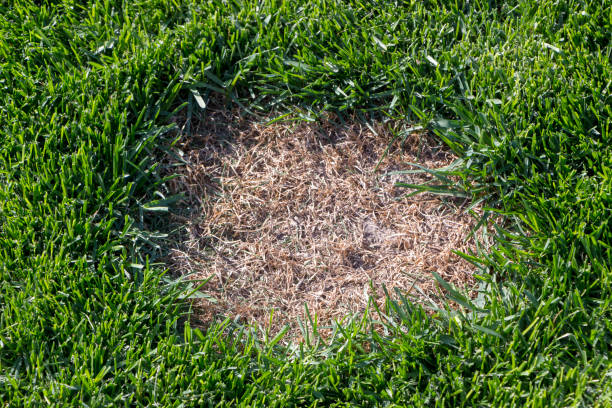 istock Lawn has suffered damage from a disease or pet. Need to update the lawn. 955820798