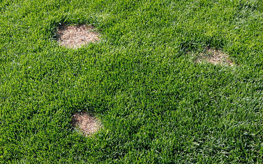Closeup of a residential lawn after using a lawn moss killer to eliminate the moss.