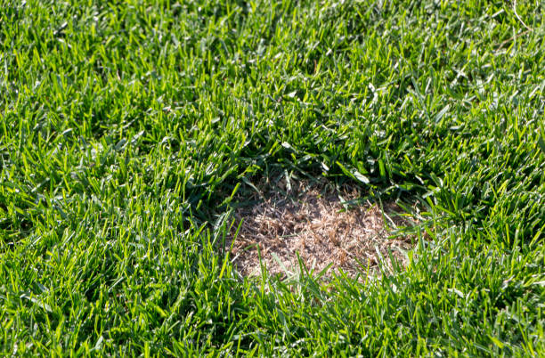 istock Lawn has suffered damage from a disease or pet. Need to update the lawn. 955820956