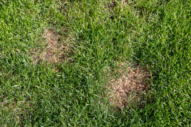 istock Lawn has suffered damage from a disease or pet. Need to update the lawn. 955821666