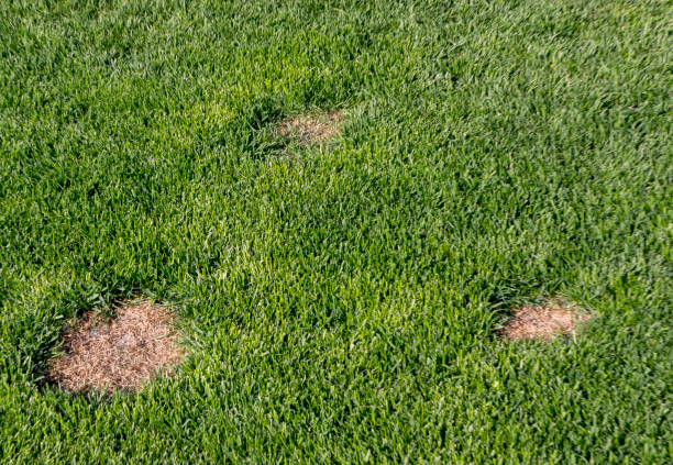 istock Lawn has suffered damage from a disease or pet. Need to update the lawn. 955823282