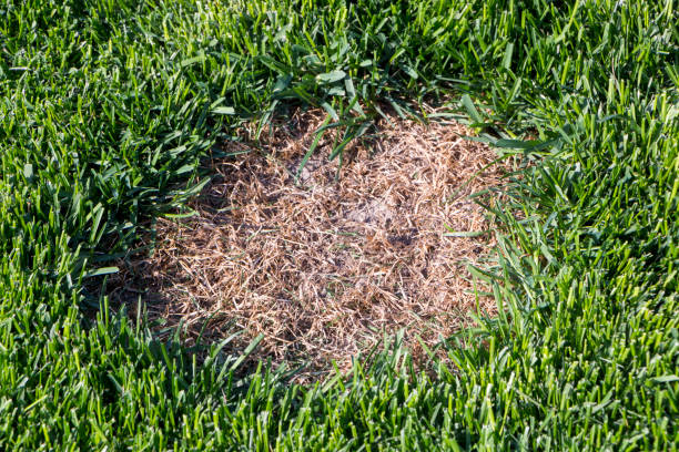 istock Lawn has suffered damage from a disease or pet. Need to update the lawn. 955823326