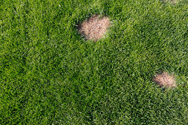istock Lawn has suffered damage from a disease or pet. Need to update the lawn. 955823512