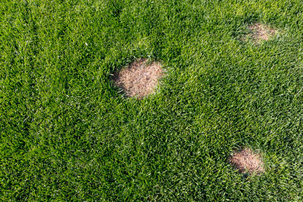 istock Lawn has suffered damage from a disease or pet. Need to update the lawn. 955823574