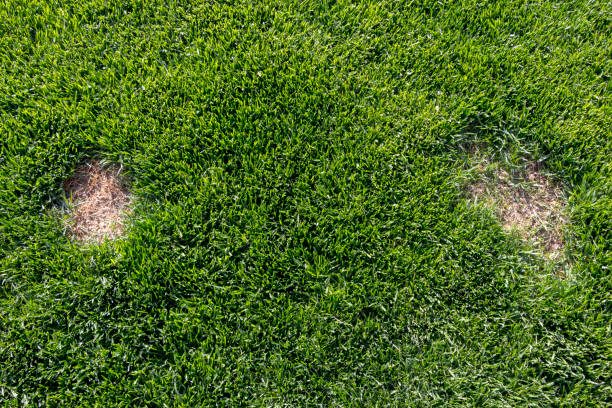 istock Lawn has suffered damage from a disease or pet. Need to update the lawn. 955823586