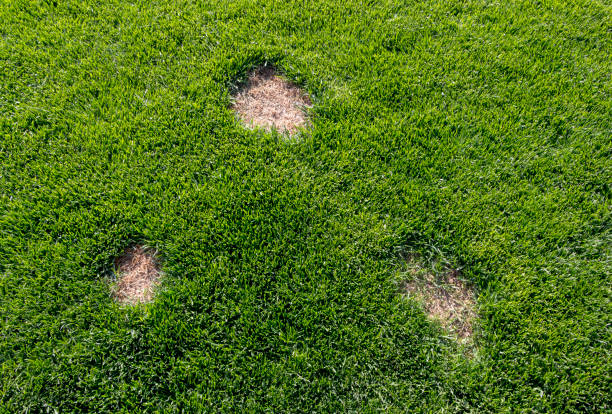 istock Lawn has suffered damage from a disease or pet. Need to update the lawn. 955823598