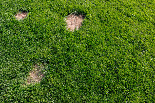 istock Lawn has suffered damage from a disease or pet. Need to update the lawn. 955823646